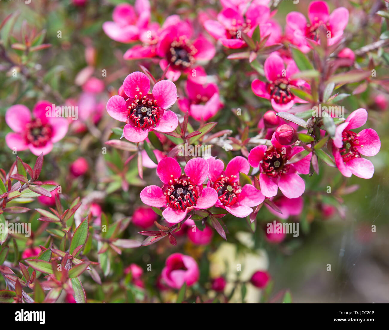 Manuka fleurs rose bush Banque D'Images