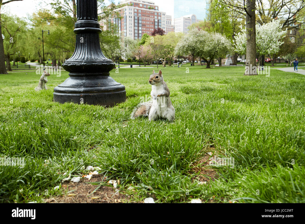 Les écureuils gris américains dans le jardin public de Boston USA Banque D'Images