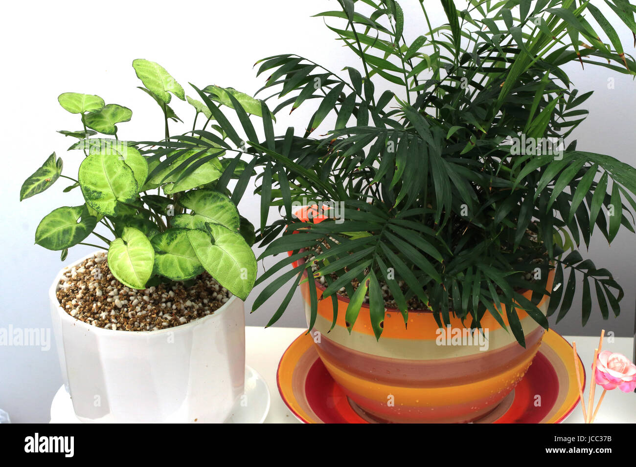 Chamaedorea elegans et Syngonium podophyllum ou connu comme Chénopode glabre plante poussant dans un pot Banque D'Images