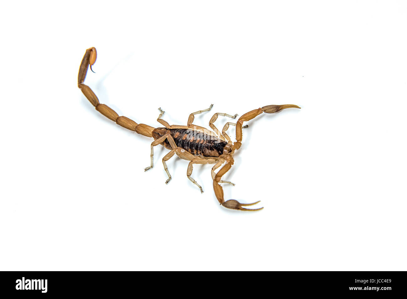 Un petit scorpion venimeux ,Centruroides vittatus, isolé sur un fond blanc. Banque D'Images