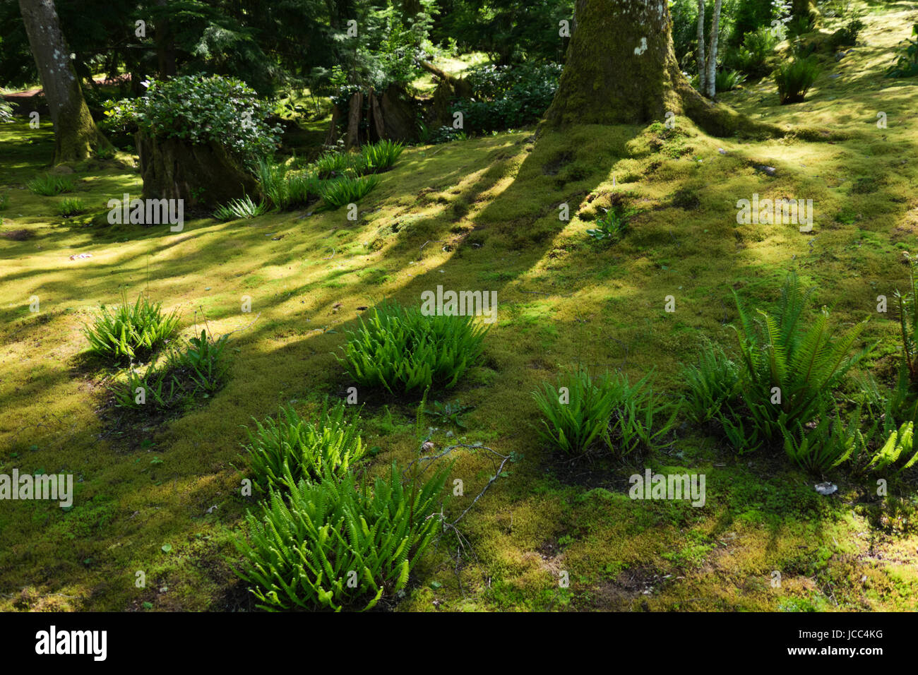 Moss et fougères poussant sur le sol forestier sur Bainbridge Island, Washington. Banque D'Images