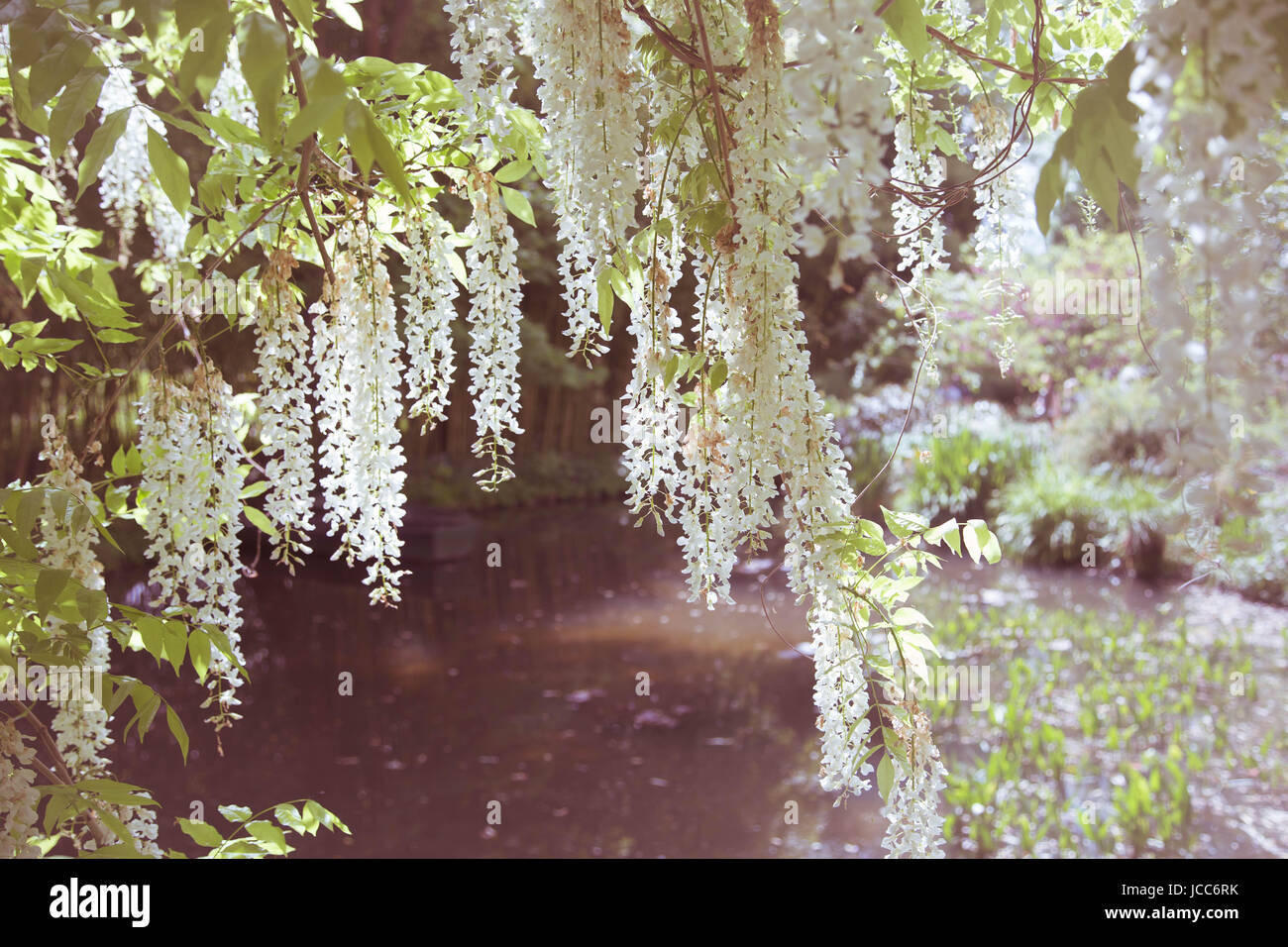 Fleurs blanches suspendues dans les jardins de Claude Monet Banque D'Images