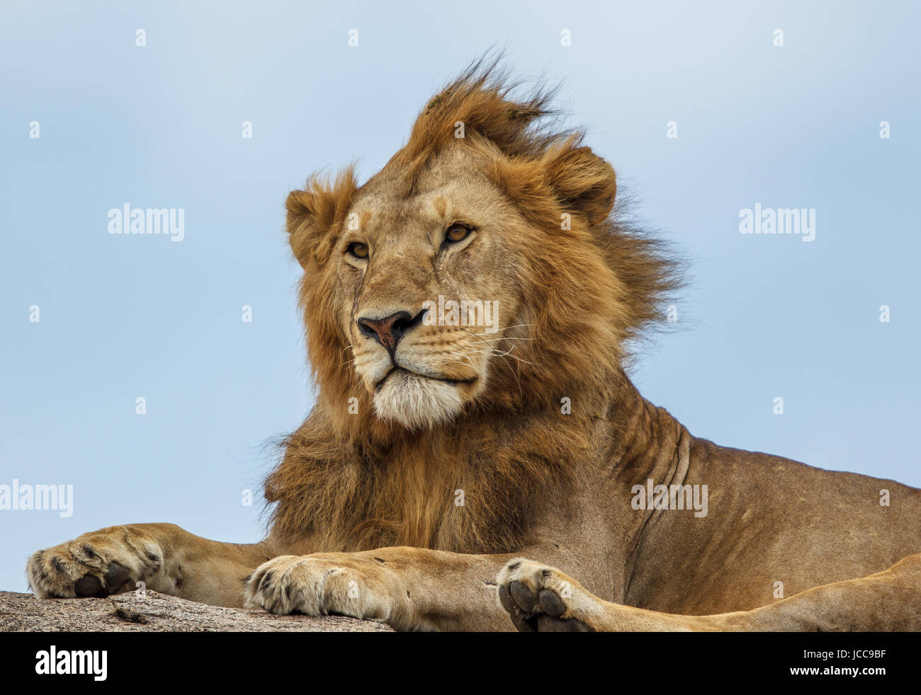 A young African lion assis sur une colline dans le Parc National du Serengeti. Banque D'Images