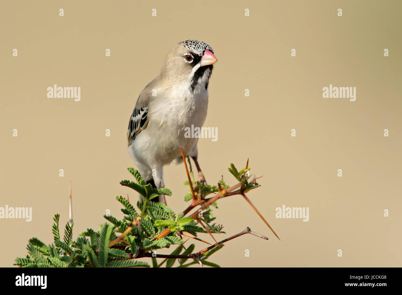 Scaly-Finch à plumes (Sporopipes squamifrons) perché sur une branche, Kalahari, Afrique du Sud Banque D'Images