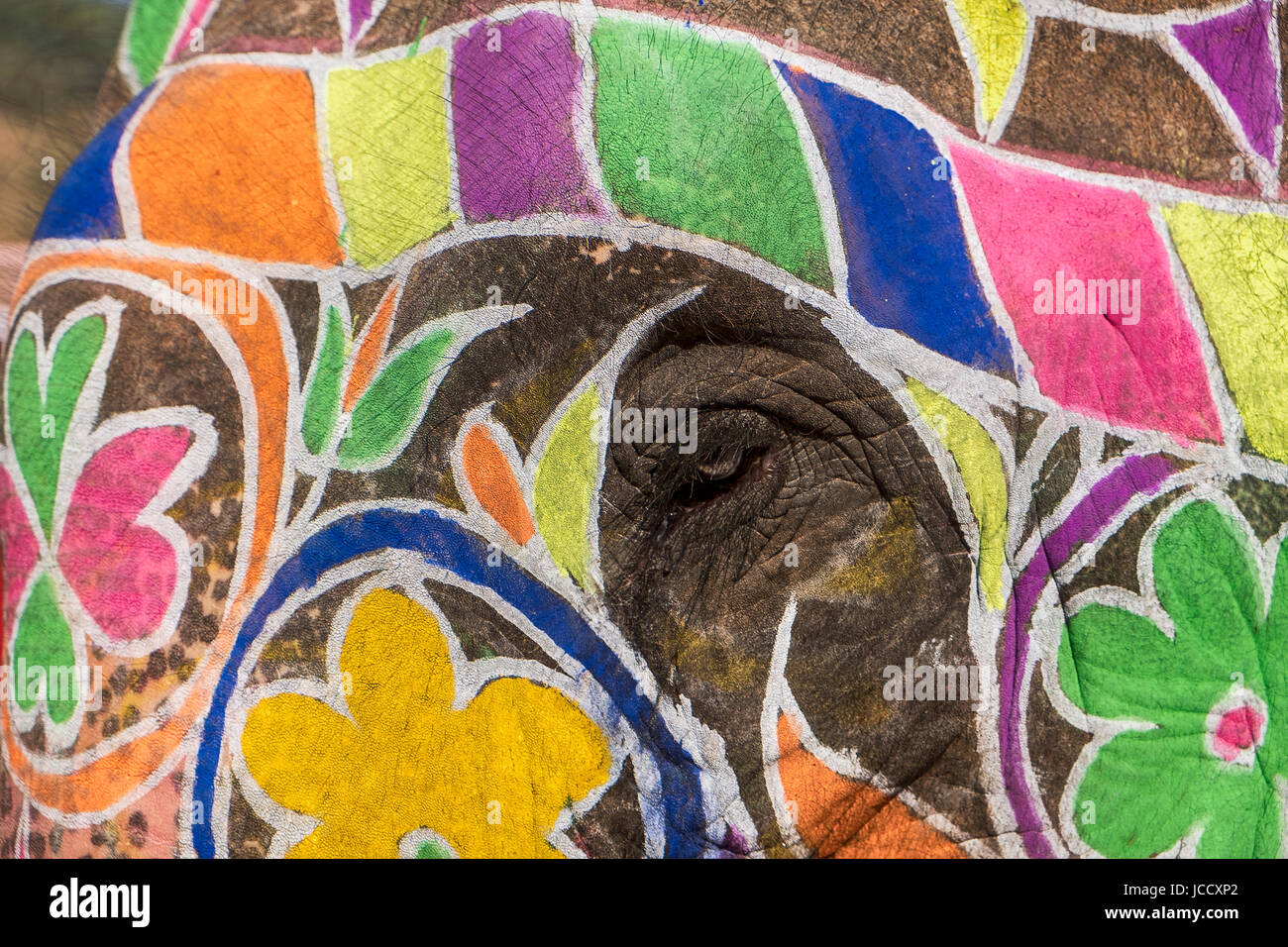 Une vue rapprochée de l'œil d'un éléphant décoré de peinture colorée à l'amber fort près de Jaipur, Inde. Banque D'Images