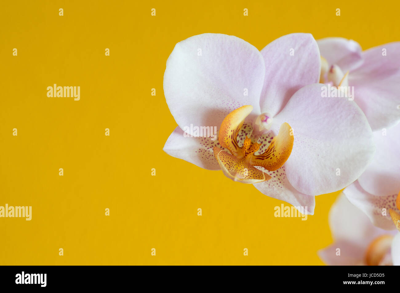 orchidée jaune Banque D'Images