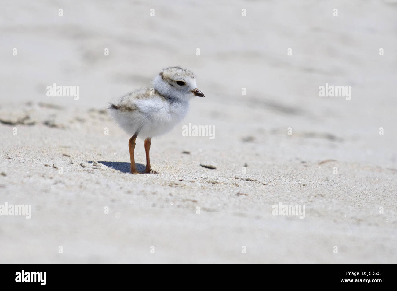 Un pluvier siffleur Charadrius melodus chick debout sur la plage, dans le Maine. Banque D'Images
