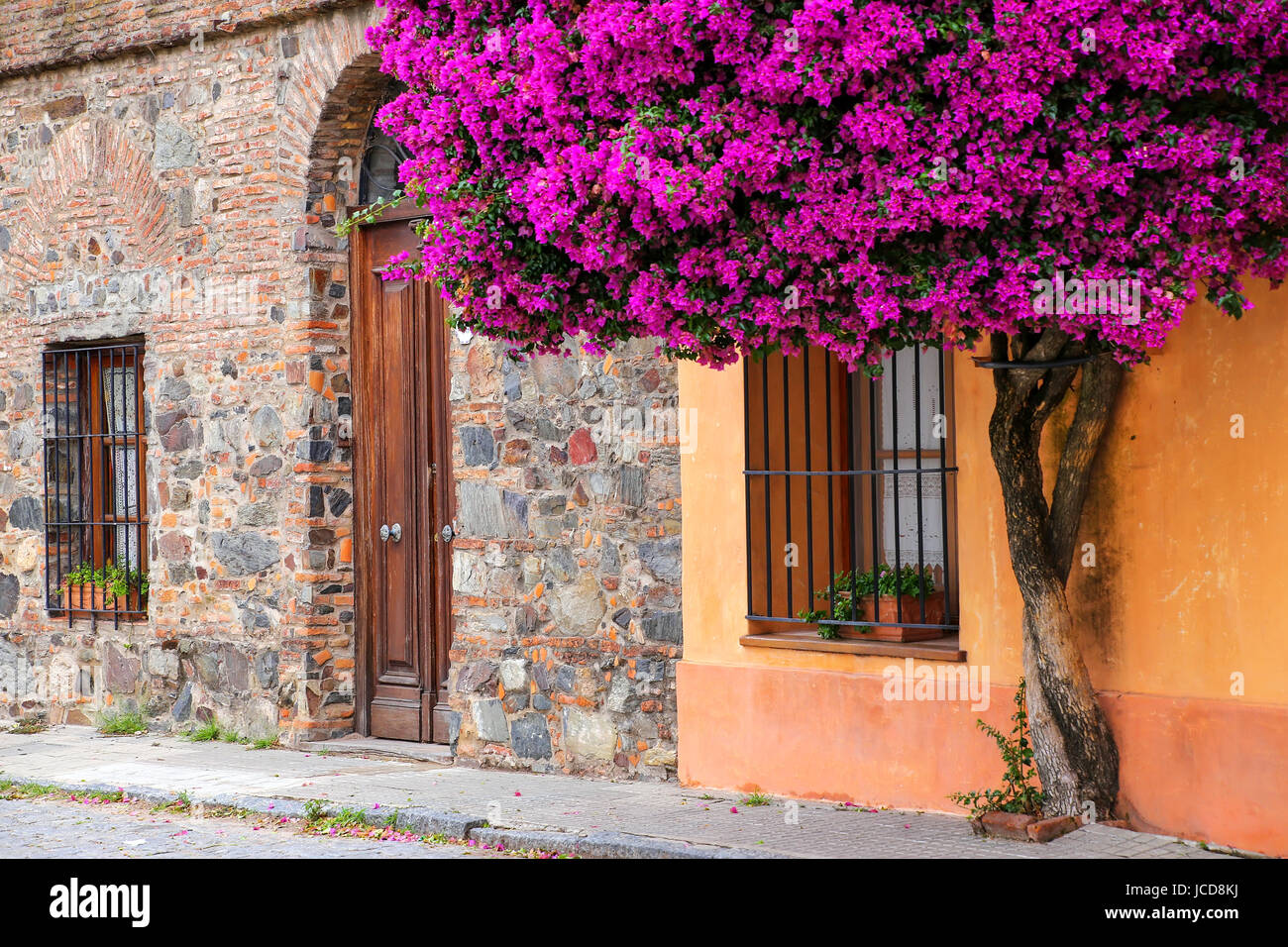 Bougainvilliers croissant de la maison dans quartier historique de Colonia del Sacramento, Uruguay. C'est l'une des plus anciennes villes de Uruguay Banque D'Images