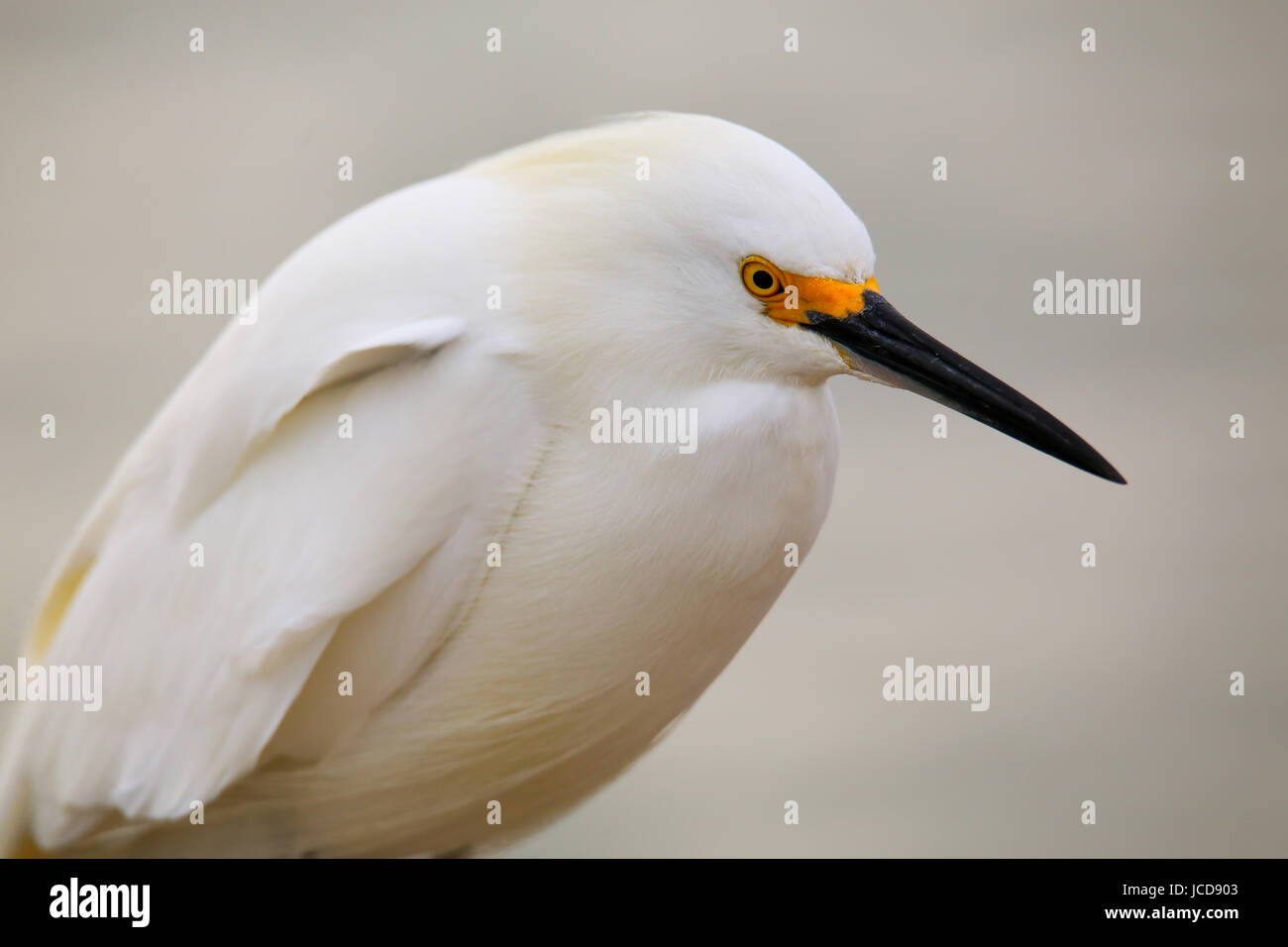 Portrait d'aigrette neigeuse (Egretta thula) Banque D'Images