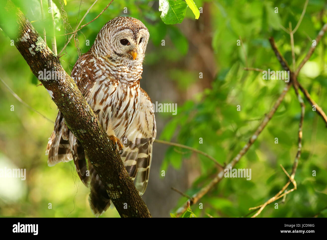 La Chouette rayée (Strix varia) étend son aile. La Chouette rayée est mieux connu comme l'Owl Hoot pour son cri distinctif Banque D'Images