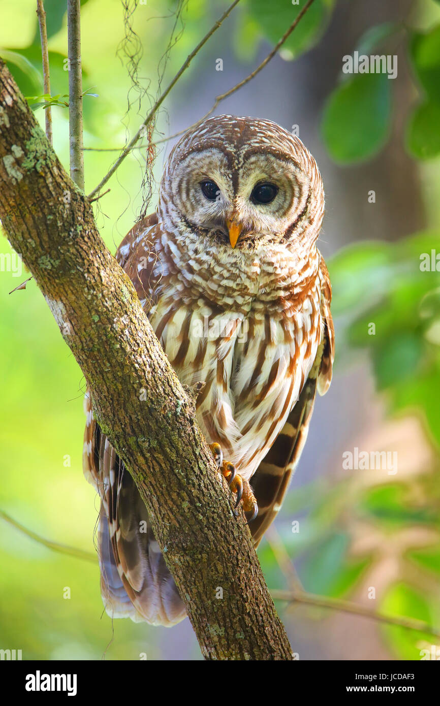 La Chouette rayée (Strix varia) assis sur un arbre. La Chouette rayée est mieux connu comme l'Owl Hoot pour son cri distinctif Banque D'Images