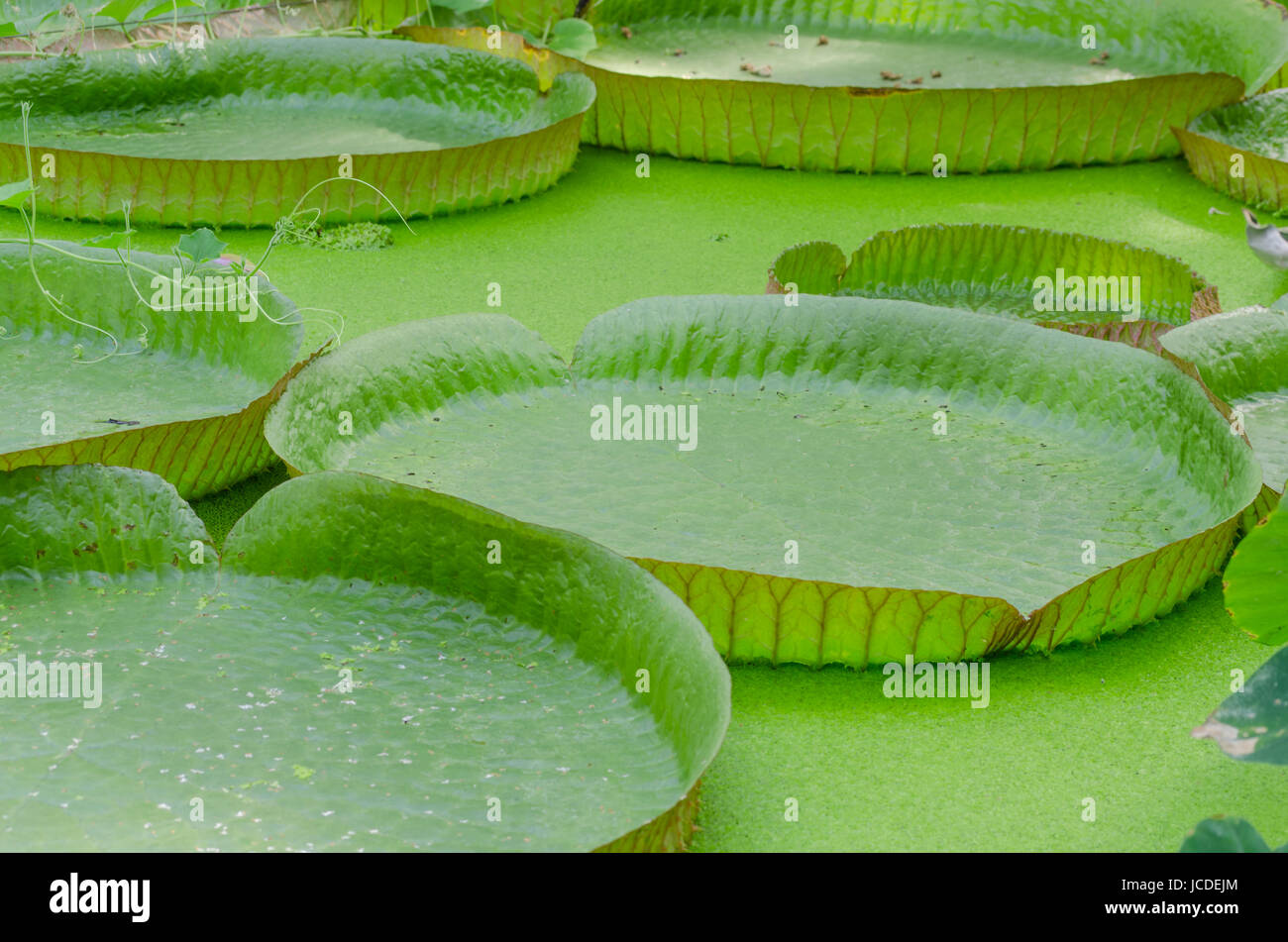 Die großen Blätter der Victoria-Seerose Amazonas-Riesenseerose oder auch genannt. Banque D'Images