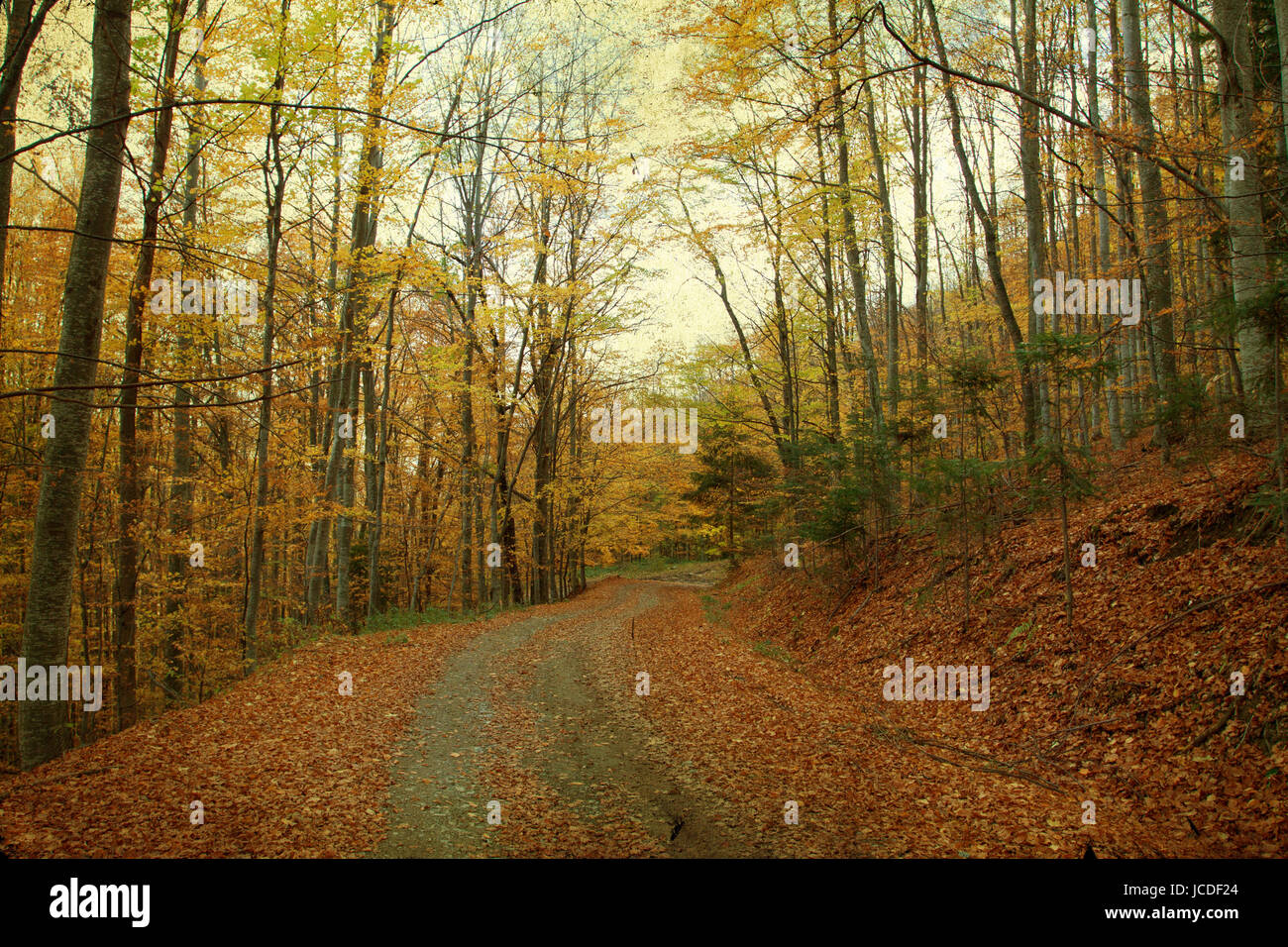 Vintage photo de curving Road dans la forêt d'automne Banque D'Images