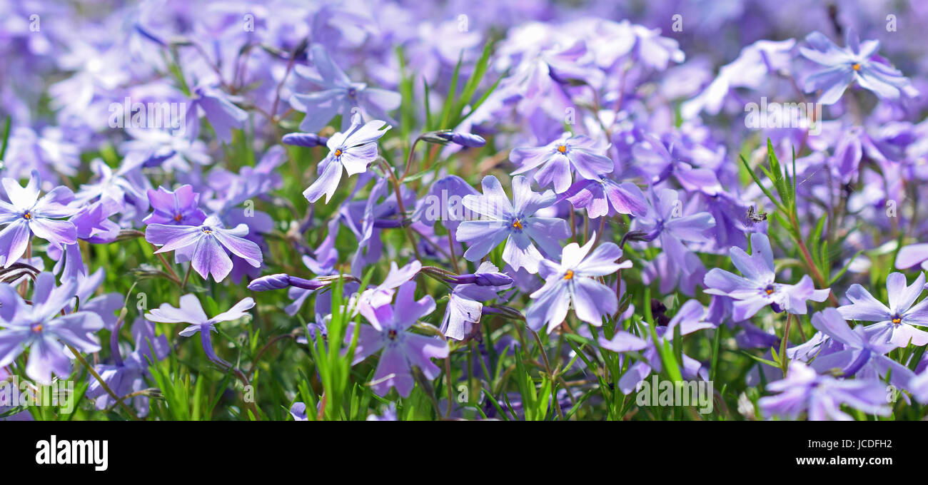 Linum perenne fleurs vivaces, également connu comme le lin, le lin bleu, ou des peluches. Selective focus Banque D'Images
