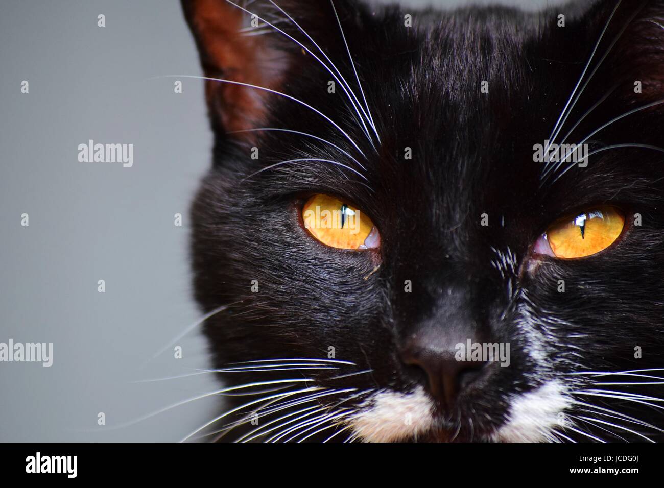 Close-up de chat noir avec des yeux jaunes et marquages tuxedo Banque D'Images