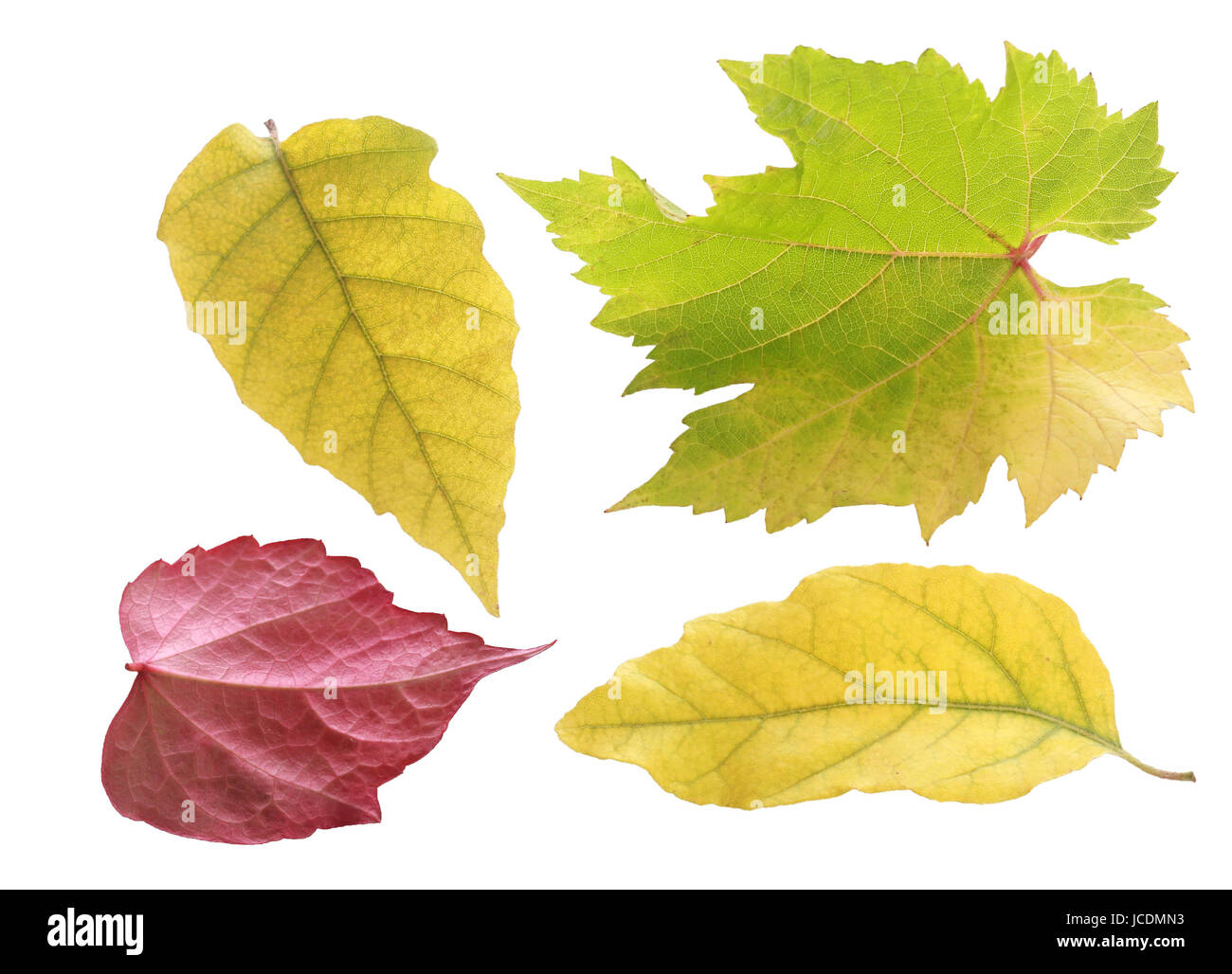 Trio de jolies couleurs pastel les feuilles d'automne en vert et jaune