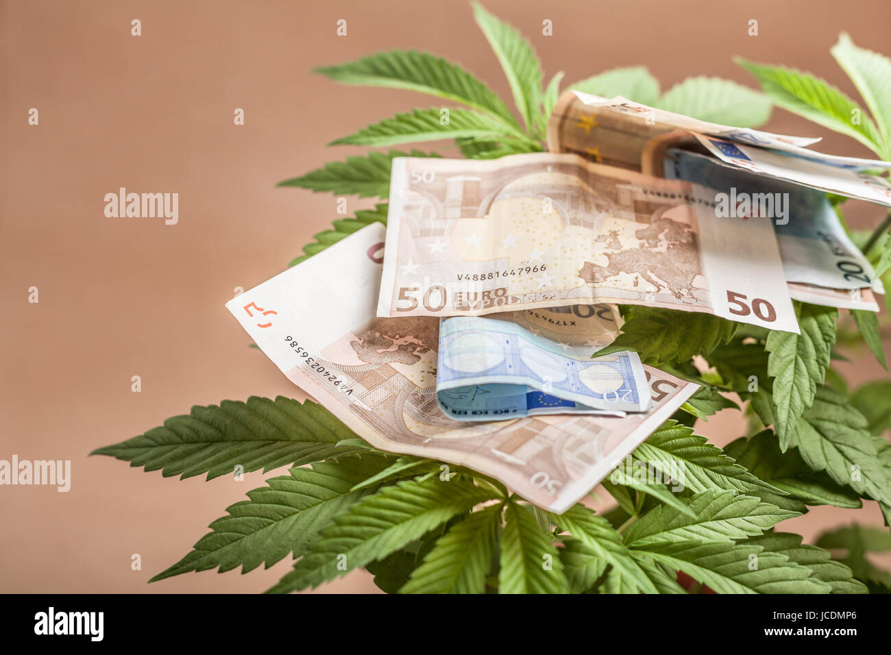 Concept d'affaires de cannabis. Détail de cannabis avec des billets en euros. Banque D'Images