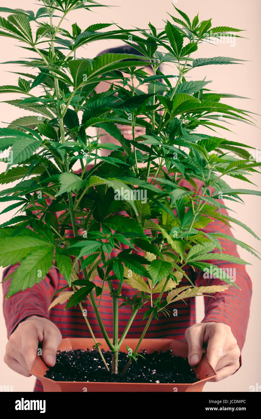 Portrait of a man holding green plante de cannabis en jardinière. Banque D'Images