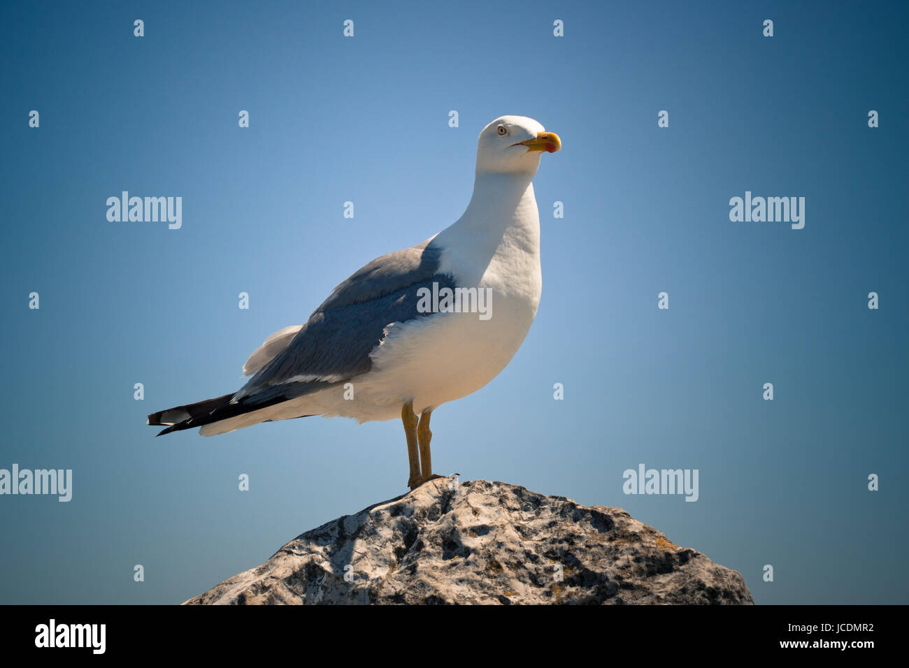 Photo de mouette reposant sur le roc, plus de ciel bleu. Banque D'Images