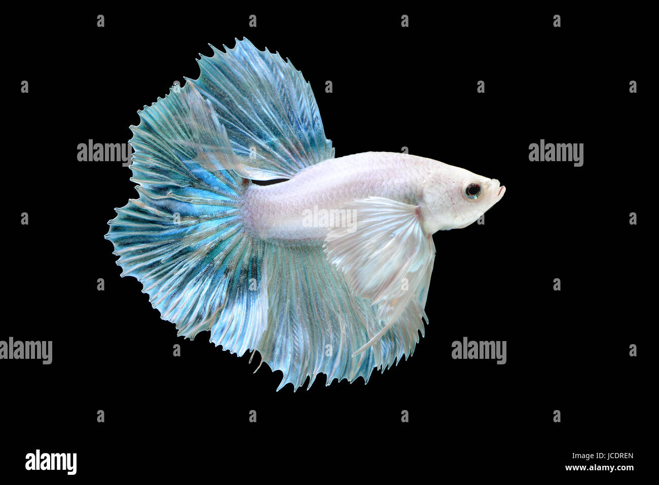 Betta ou Saimese poisson de combat Natation et montrer le mouvement de la robe fin flash studio photo dans l'éclairage. Banque D'Images