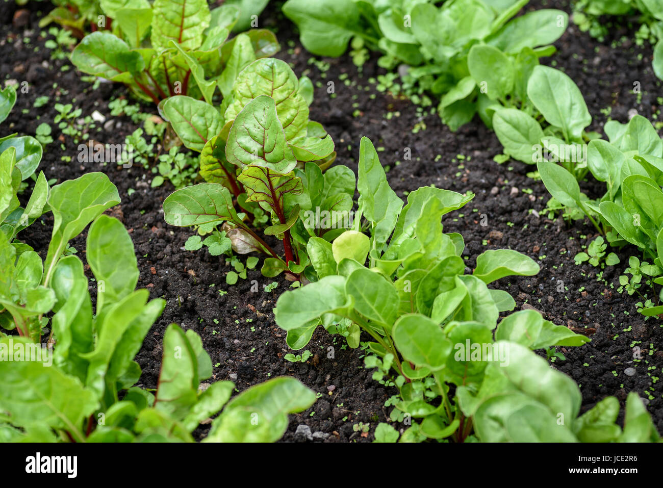 Les jeunes plants de betterave de plus en lignes. Banque D'Images