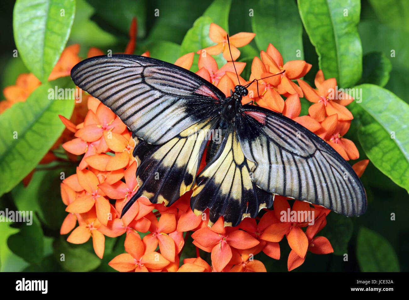 Papillon tropical grand mormon papilio memnon Banque D'Images