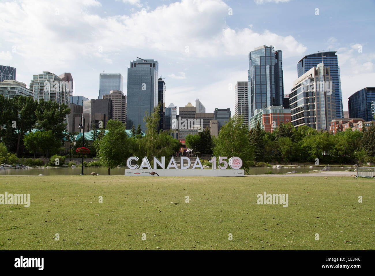 Une bernache du Canada par un signe 150 Canada à Calgary, Canada. L'inscription commémore le 150e anniversaire de la Confédération. Banque D'Images