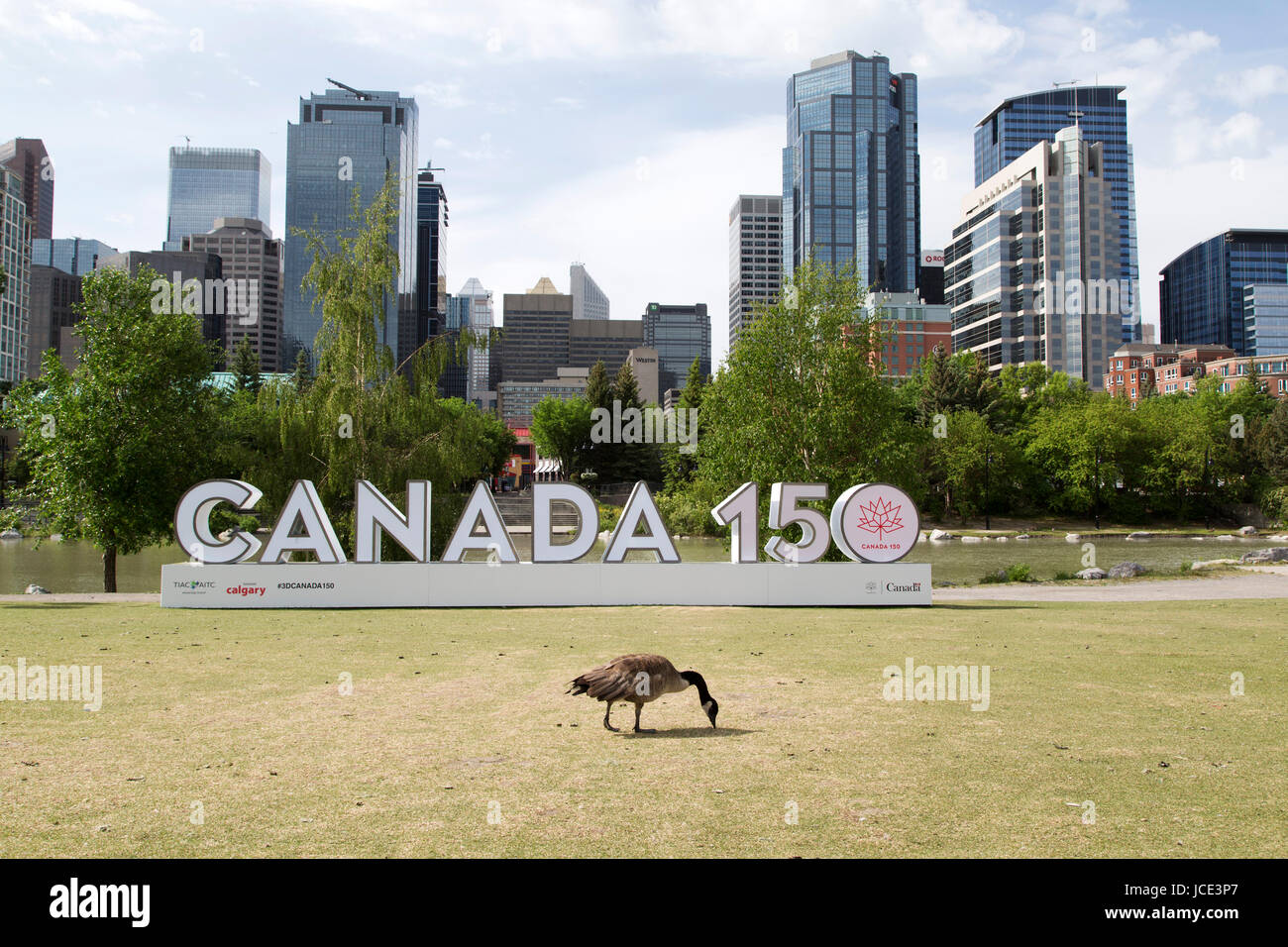Canada Goose par un signe 150 Canada à Calgary, Canada. L'enseigne célèbre 150 ans depuis la Confédération. Banque D'Images