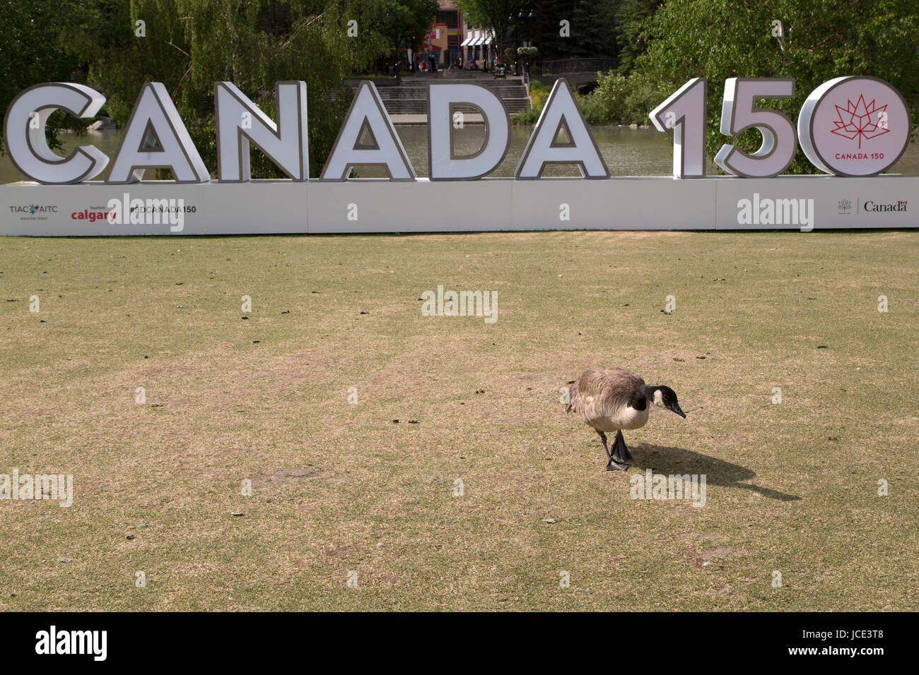 Une bernache du Canada par un signe 150 Canada à Calgary, Canada. L'inscription commémore les 150 ans de la Confédération canadienne. Banque D'Images