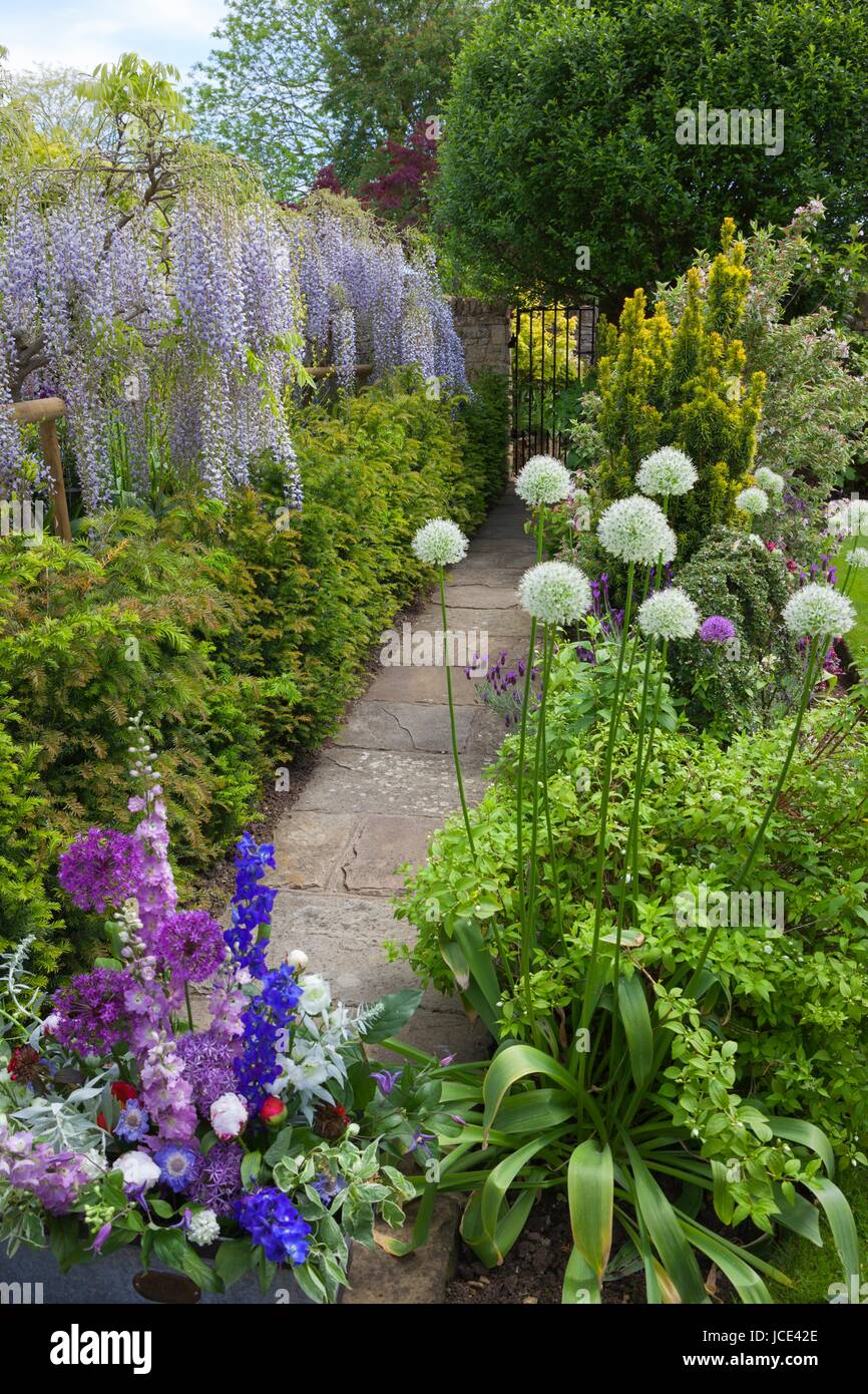 Cotswold cottage jardin avec glycine et Allium, Angleterre Banque D'Images
