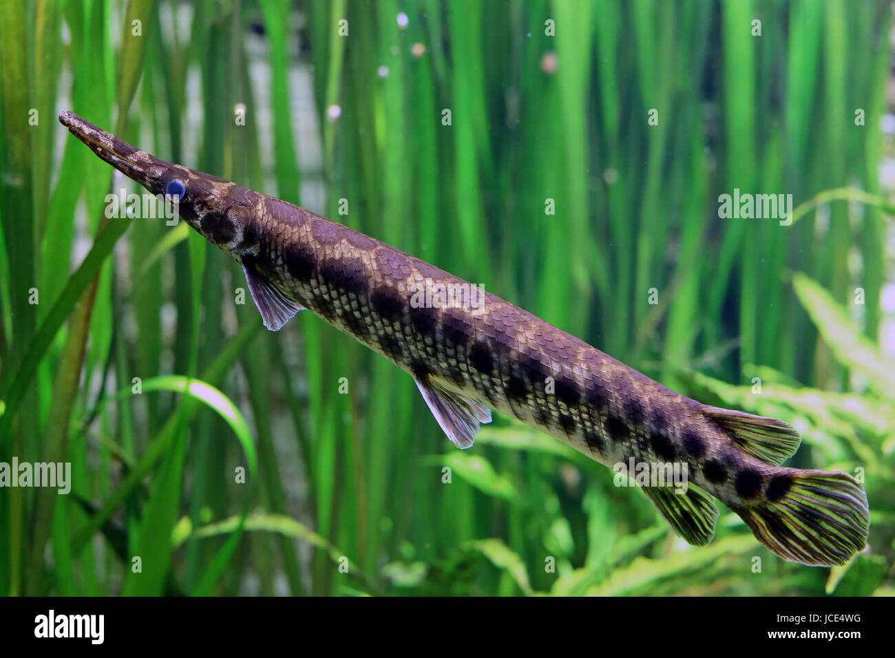 Lepisosteus oculatus poisson caiman Banque D'Images