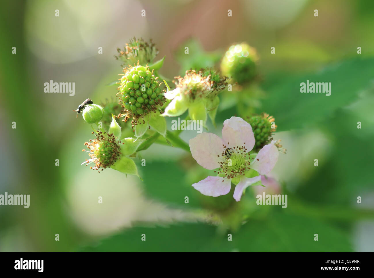 Blackberry ne sont pas mûrs et sa fleur Banque D'Images
