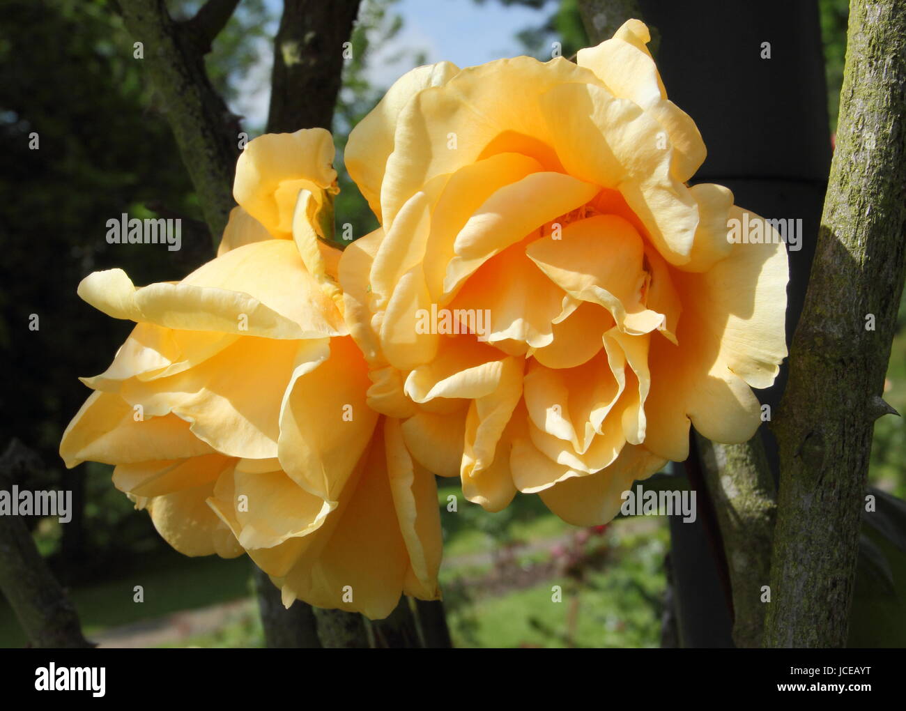 Rosa 'Lady Hillingdon" (escalade Lady Hillingdon), un parfum d'abricot, rose thé escalade jaune en pleine floraison en juin dans un jardin anglais Banque D'Images