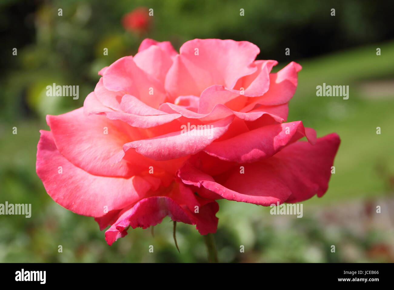 Rosa 'Fragrant Cloud', une floraison parfumée rose thé hybride dans la frontière d'un jardin anglais en juin, UK Banque D'Images