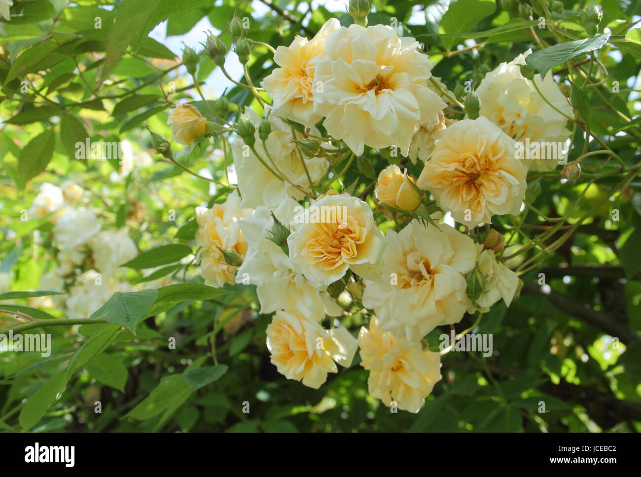 Rosa 'Alister Stella Gray', ('Golden Rambler') une nouvelle floraison, parfumé noisette rose, grimpant sur une arche dans un jardin anglais en juin, UK Banque D'Images