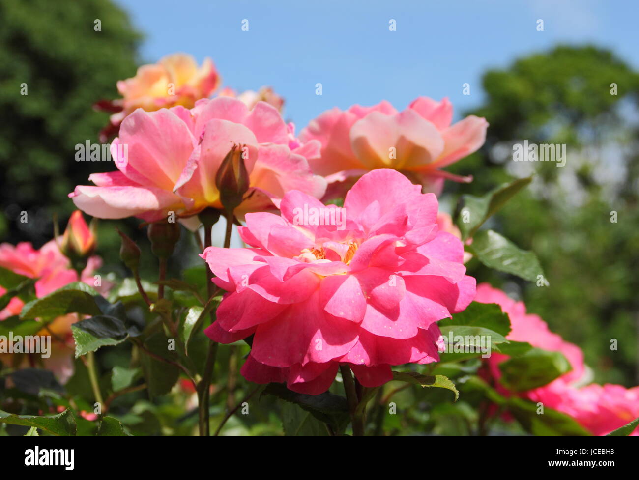 Rosa 'accroche', un floribunda rose anglais avec une habitude touffue en pleine floraison dans un jardin anglais en juin, UK Banque D'Images