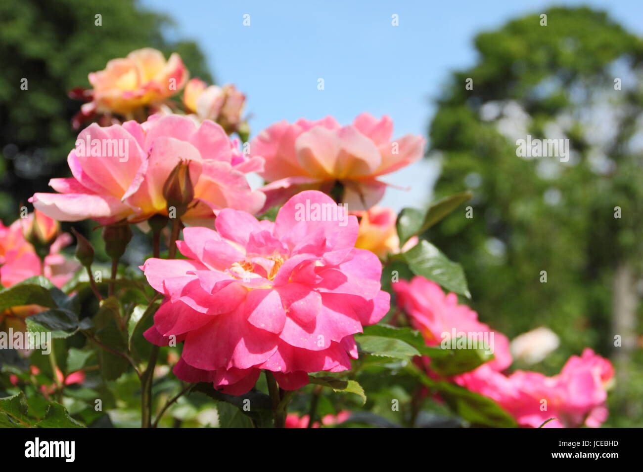 Rosa 'accroche', un floribunda rose anglais avec une habitude touffue en pleine floraison dans un jardin anglais en juin, UK Banque D'Images