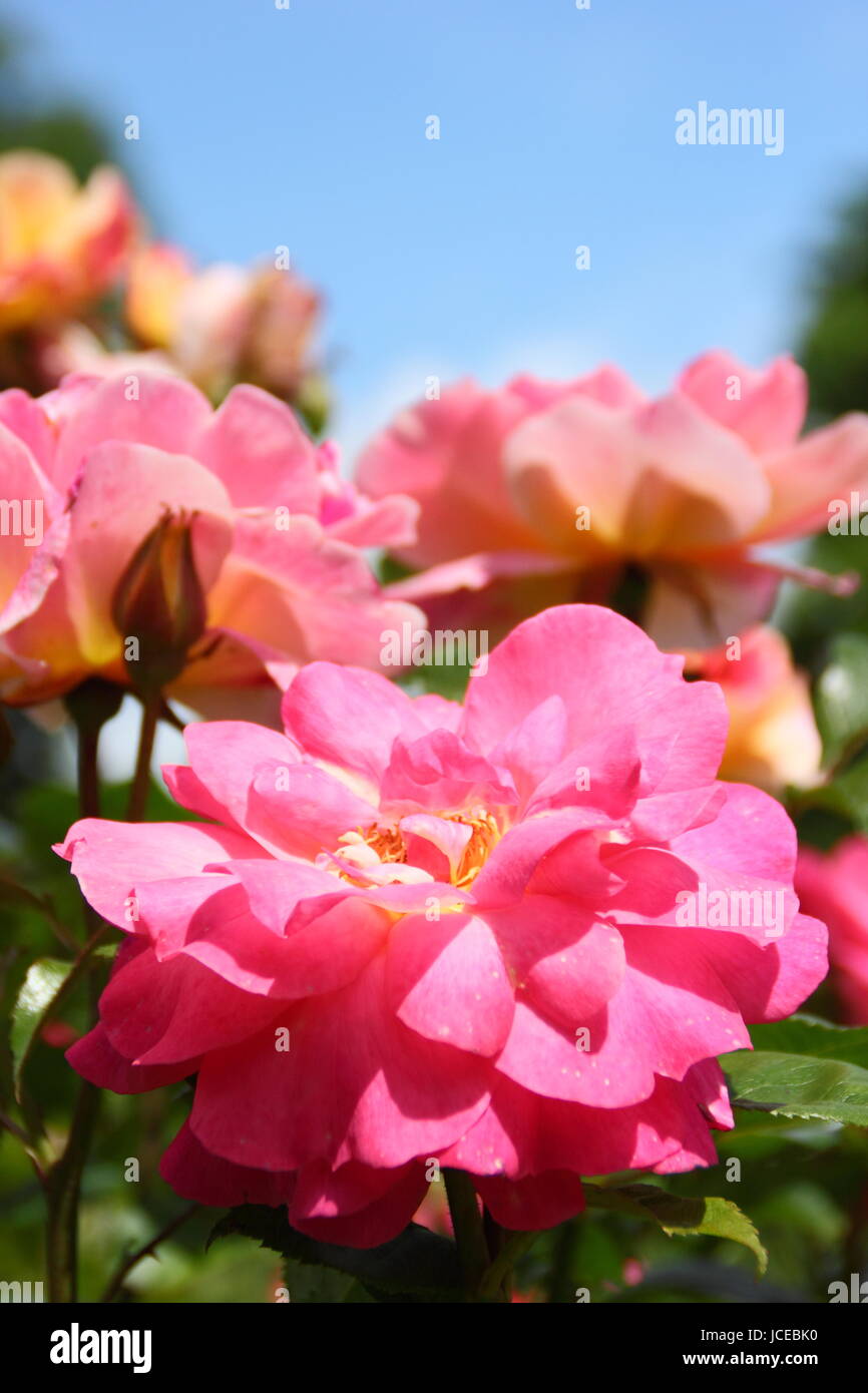 Rosa 'accroche', un floribunda rose anglais avec une habitude touffue en pleine floraison dans un jardin anglais border en juin, UK Banque D'Images