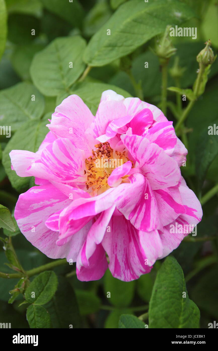 Rosa Mundi, parfumé, un ancien à rayures rose gallica également connu sous le nom de Rosa Gallica 'Versicolor', en pleine floraison dans un jardin anglais en juin, UK Banque D'Images