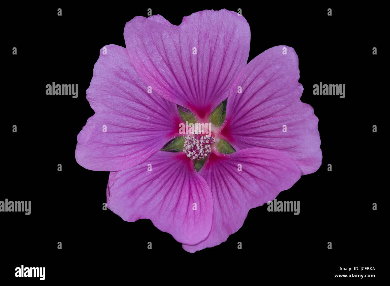 Mallow, grande fleur mauve, mauve malva alcea (rose) - Surrey, UK Banque D'Images