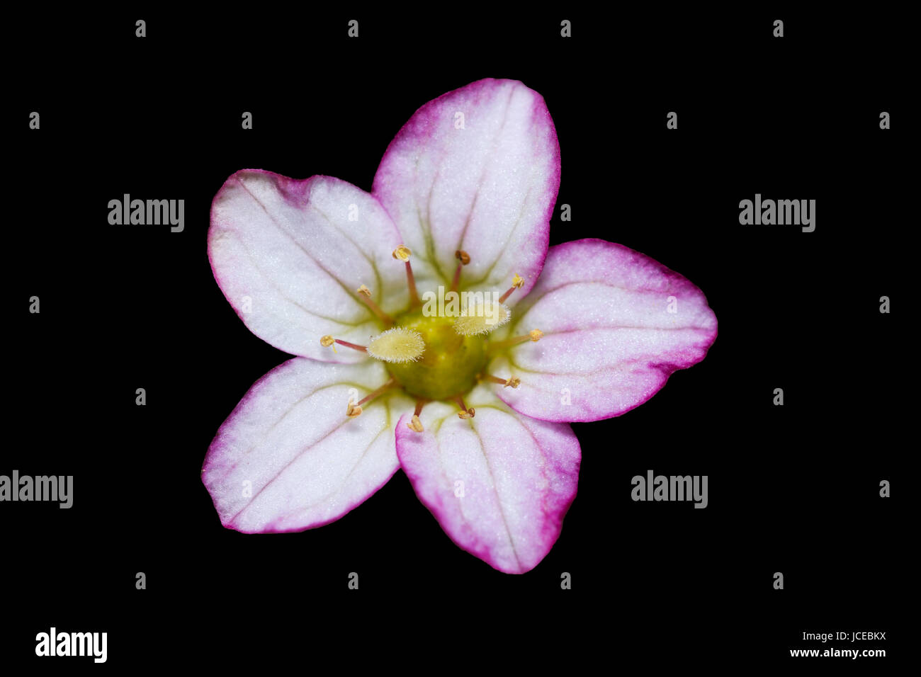Studio saxifraga - fleur rose et blanc, uk Banque D'Images