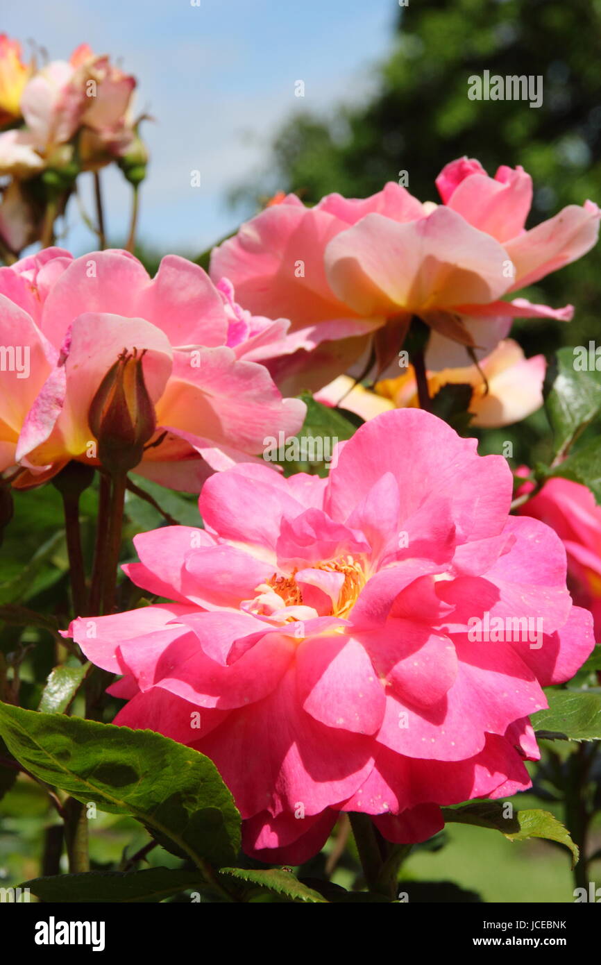 Rosa 'accroche', un floribunda rose anglais avec une habitude touffue en pleine floraison dans un jardin anglais en juin, UK Banque D'Images