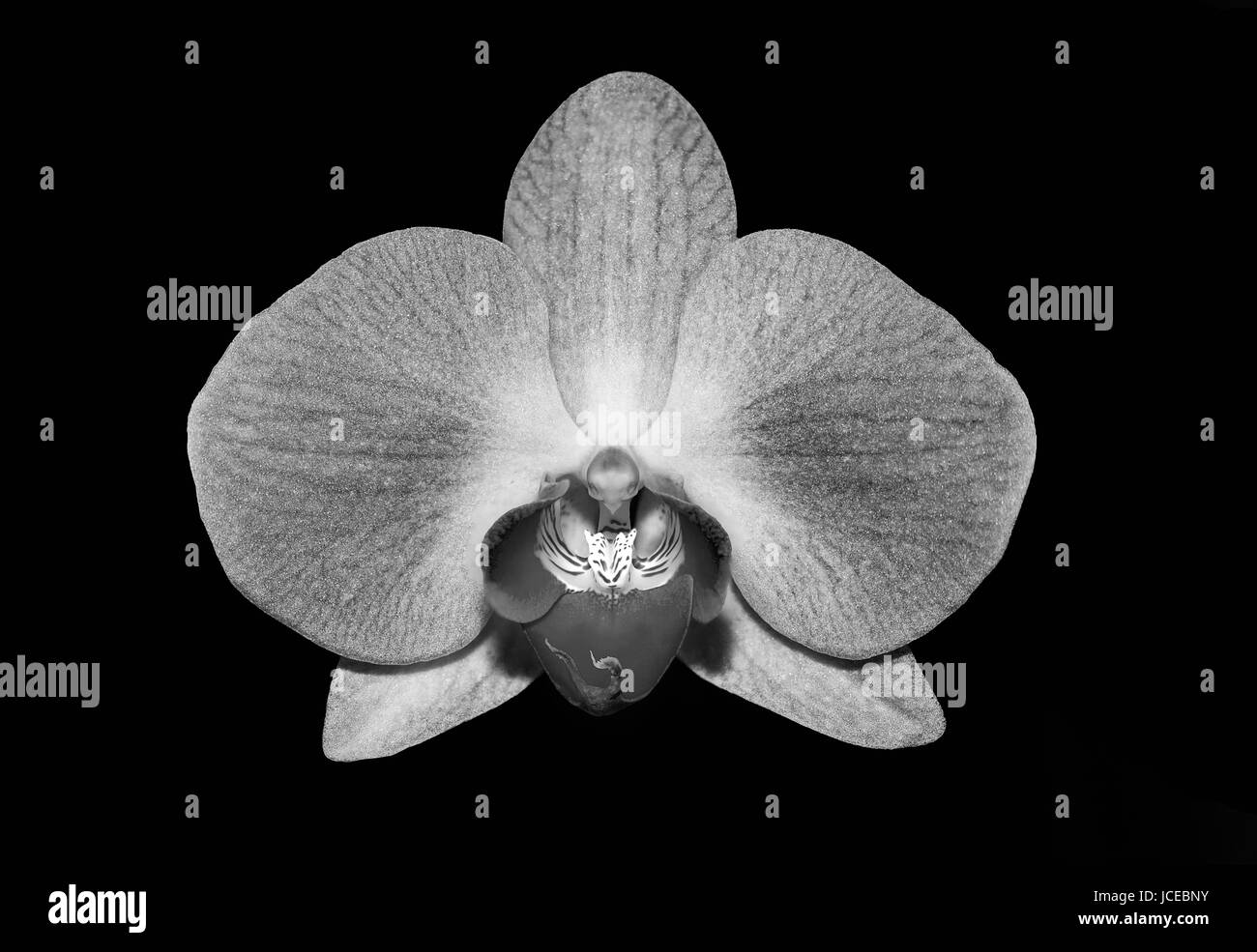 Phalaenopsis, orchidée, espèce d'orchidée - Surrey, UK Banque D'Images