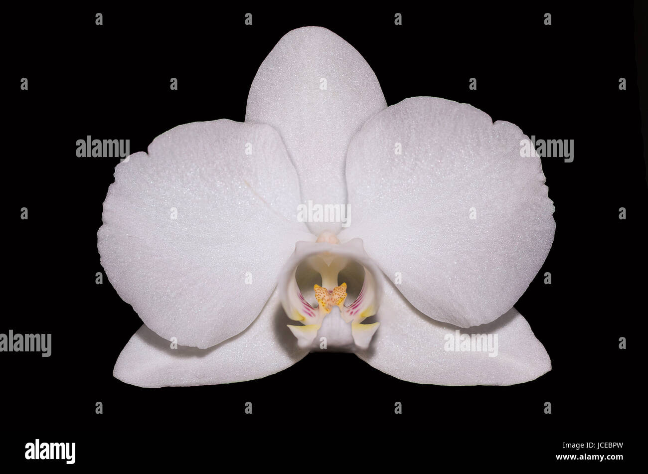 Orchidée FLEUR Blanc - Surrey, UK Banque D'Images