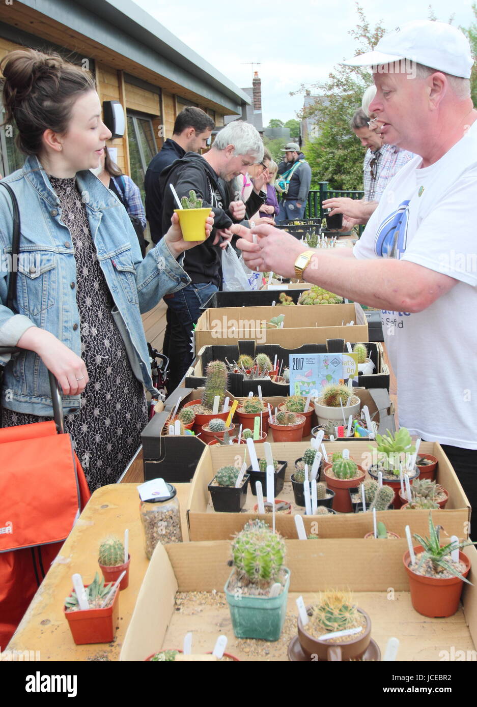 Vente cale à un cactus cactus show annuel organisé par la direction générale de la Sheffield British Cactus and Succulent Society, Sheffield, England, UK Banque D'Images