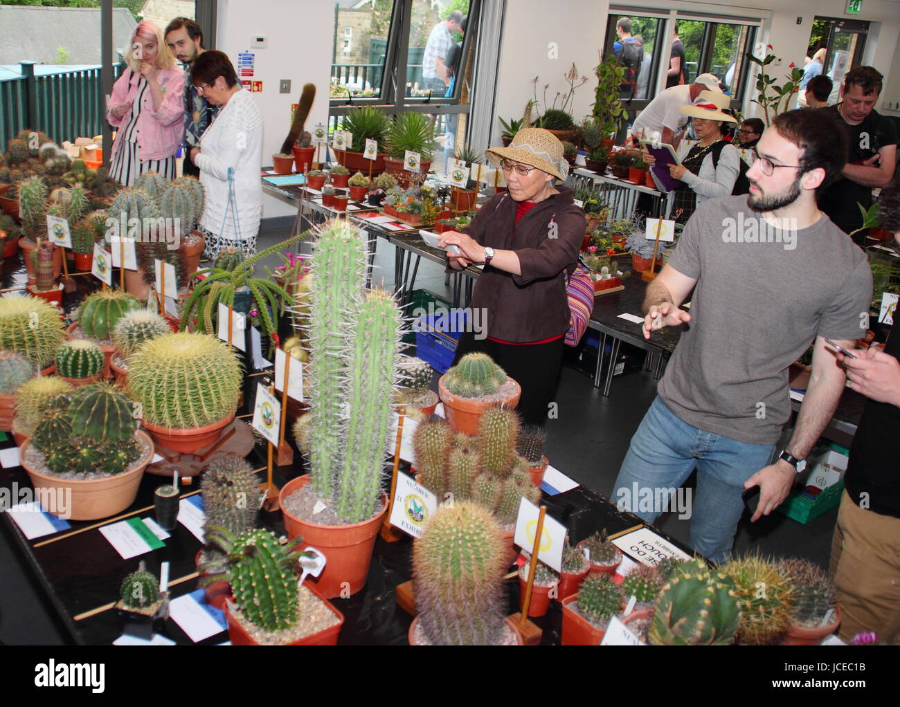 Visiteurs parcourir affiche à un cactus annuel show organisé par la direction générale de la Sheffield British Cactus and Succulent Society, Sheffield, England, UK Banque D'Images