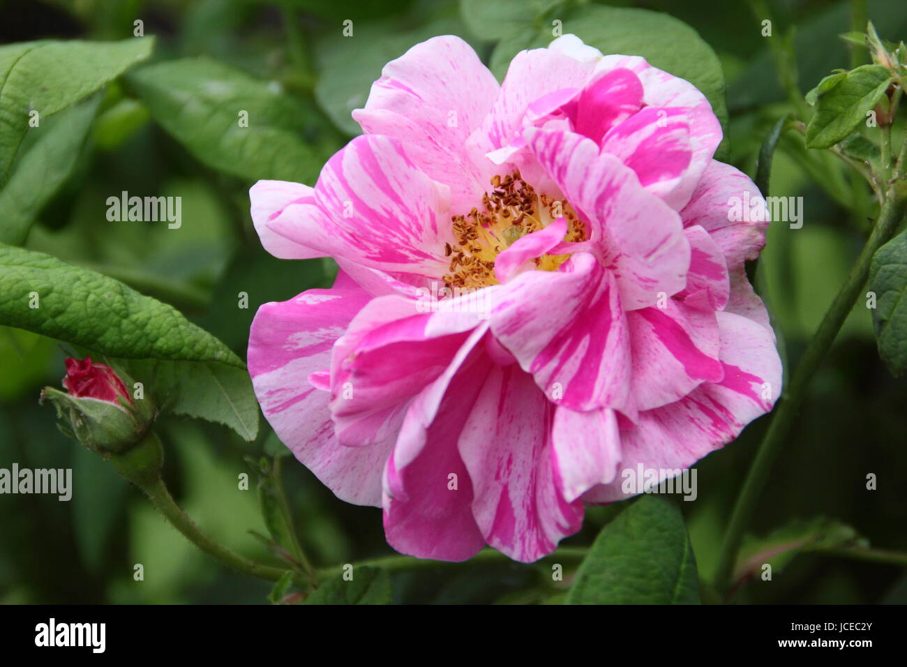 Rosa Mundi, parfumé, un ancien à rayures rose gallica également connu sous le nom de Rosa Gallica 'Versicolor', en pleine floraison dans un jardin anglais en juin, UK Banque D'Images