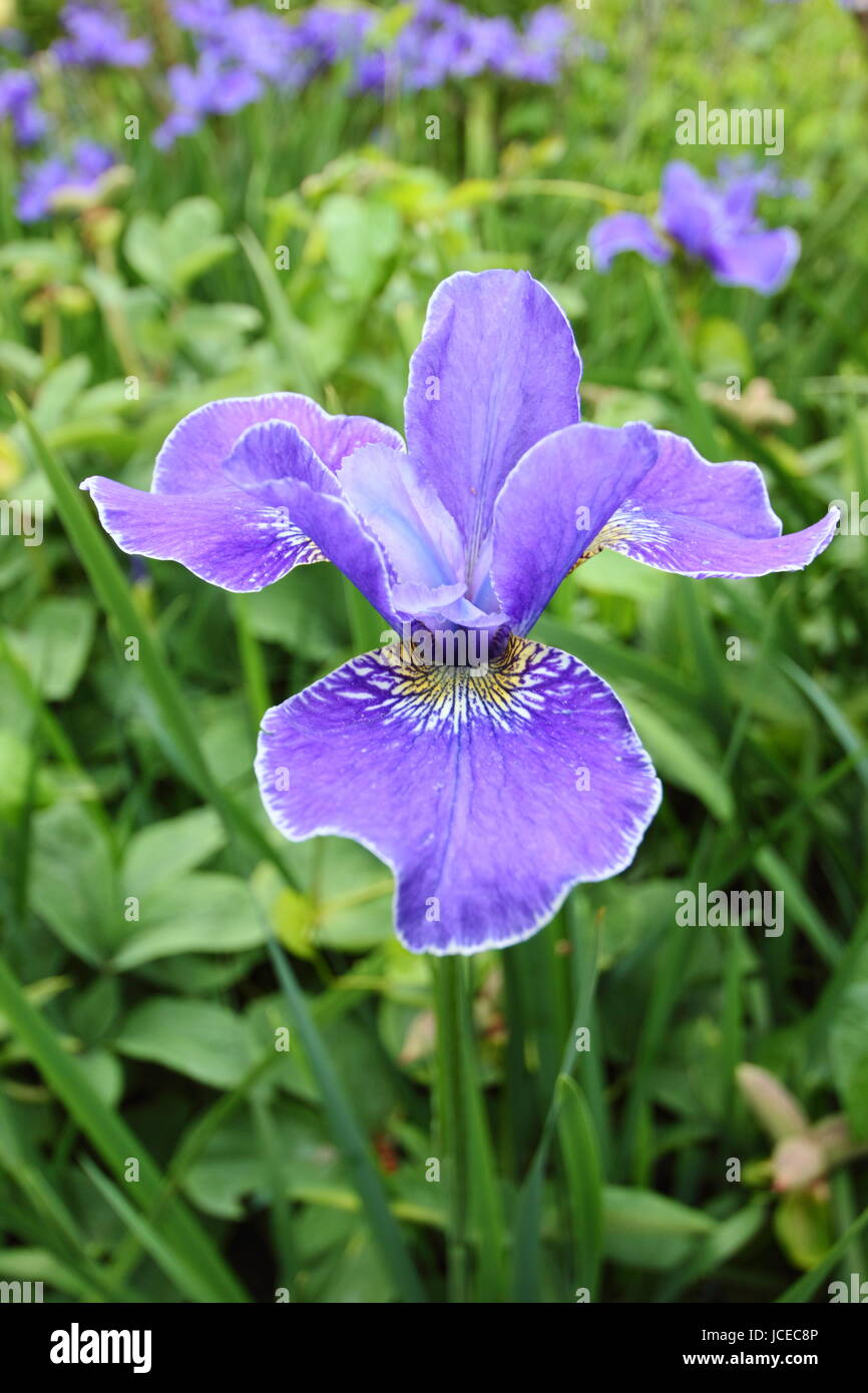 Iris sibirica 'Silver Edge', dans le bleu de l'Iris de Sibérie en pleine floraison à la frontière d'un jardin anglais Juin, UK Banque D'Images