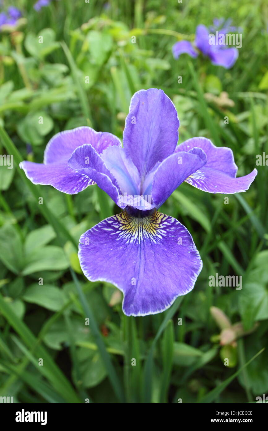 Iris sibirica 'Silver Edge', dans le bleu de l'Iris de Sibérie en pleine floraison à la frontière d'un jardin anglais en juin, UK Banque D'Images