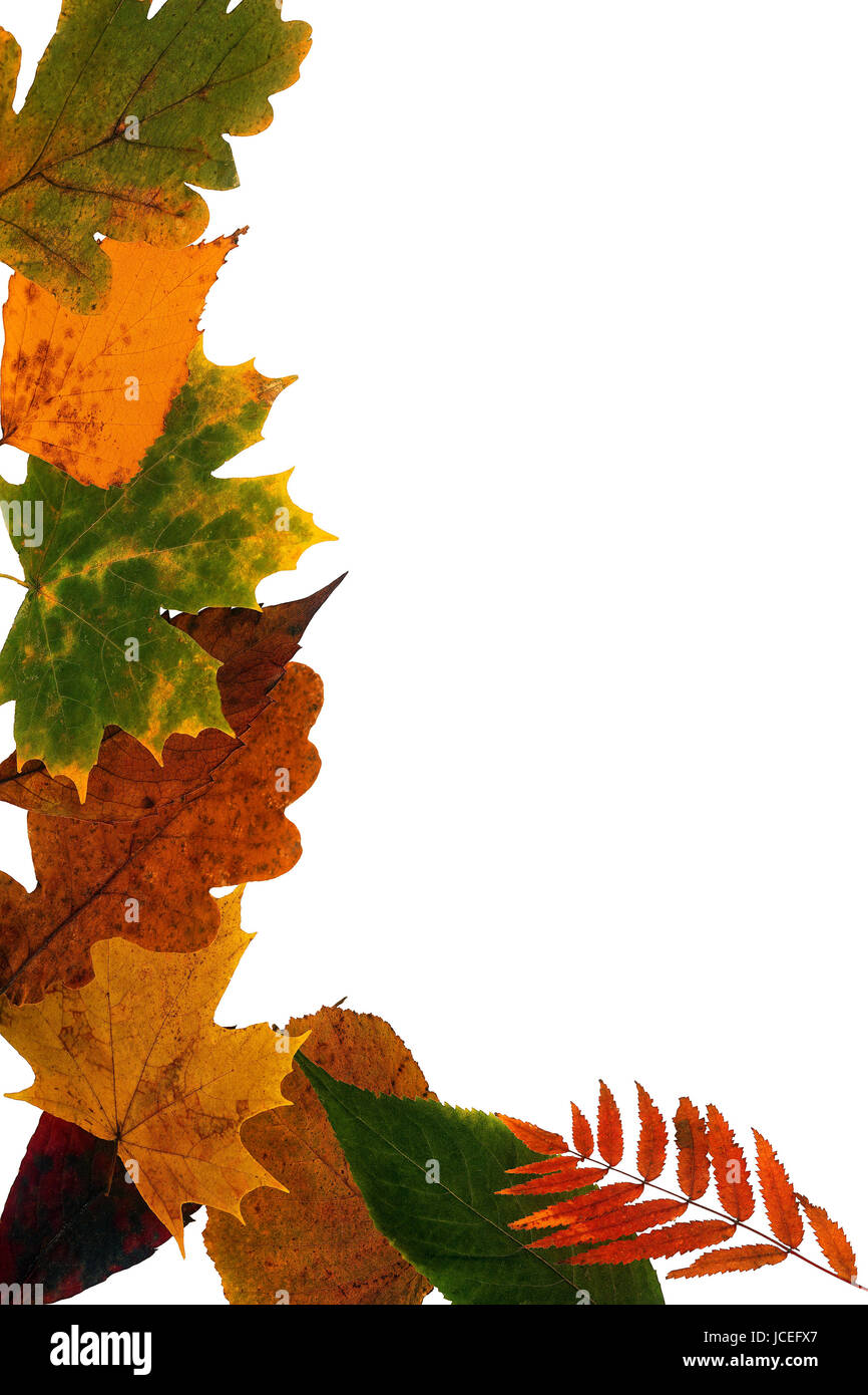 Feuilles sur fond blanc Banque D'Images